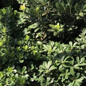 Pittosporum tobira 'nana'