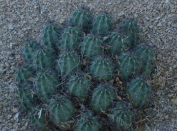 Hedge Hog Cactus