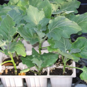 Eggplant