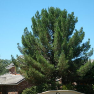 Pinus eldarica