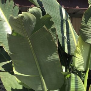 Strelitzia nicolai