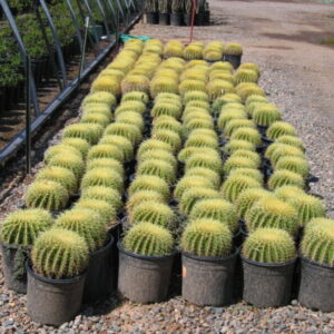 Echinocactus grusonii