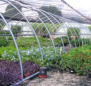 Nursery Greenhouses