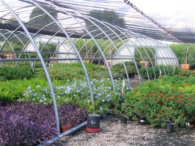 Nursery Greenhouses