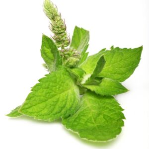Herbs That Repel Pests & Companion Plants