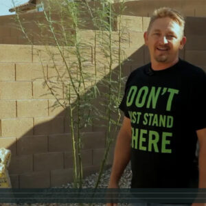 How To Plant a 15-Gallon Size Tree in Arizona
