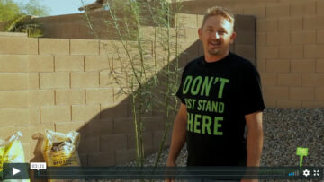 how-to-plant-a-15-gallon-size-tree-in-arizona