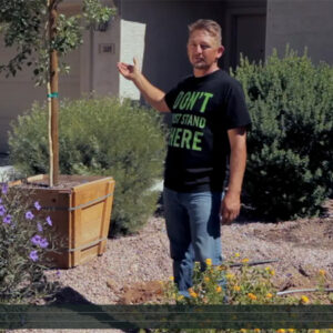 Video: How To Plant a 24-Inch Box Size Tree in Arizona