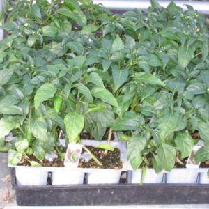 Jalepeno Peppers