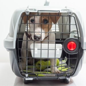 The Kennel Analogy