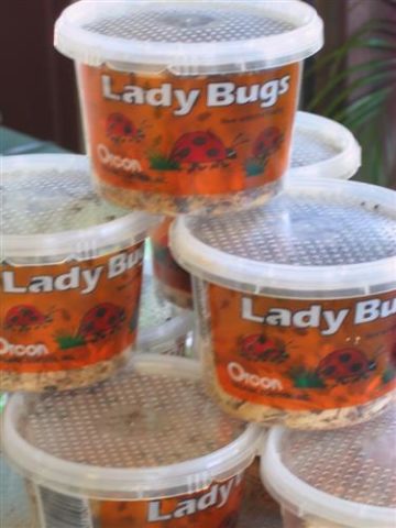 Lady Bugs 