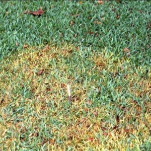 Lawn Brown Patch