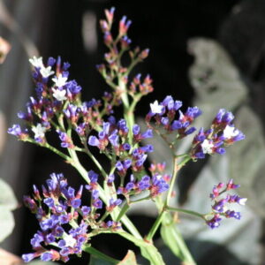 Limonium perezii