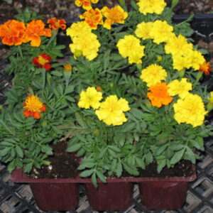 Companion Planting