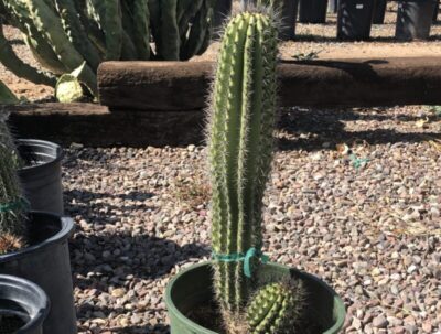 Stenocereus thurberi