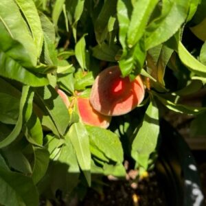 Peach Tree