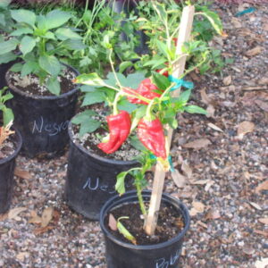 Capsicum annuum