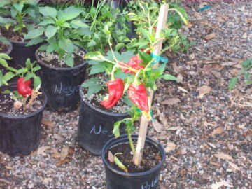 Poblano Pepper Plants