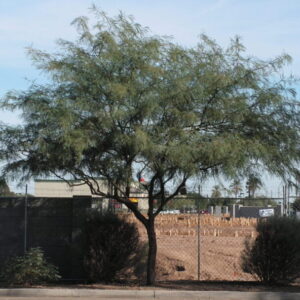 Prosopis alba