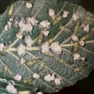 Psyllids