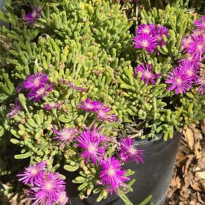 Drosanthemum floibundum
