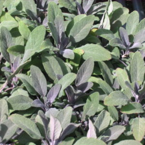 Salvia officinalis purpurascens