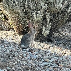 Rabbit plant damage