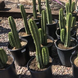 Echinopsis pachanoi