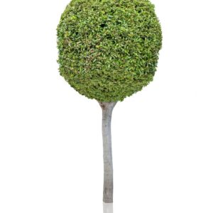 Better Hedges and Smaller Trees