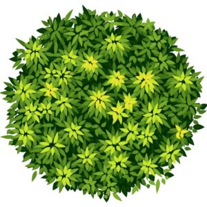 How to Plant and Care for Trees and Shrubs