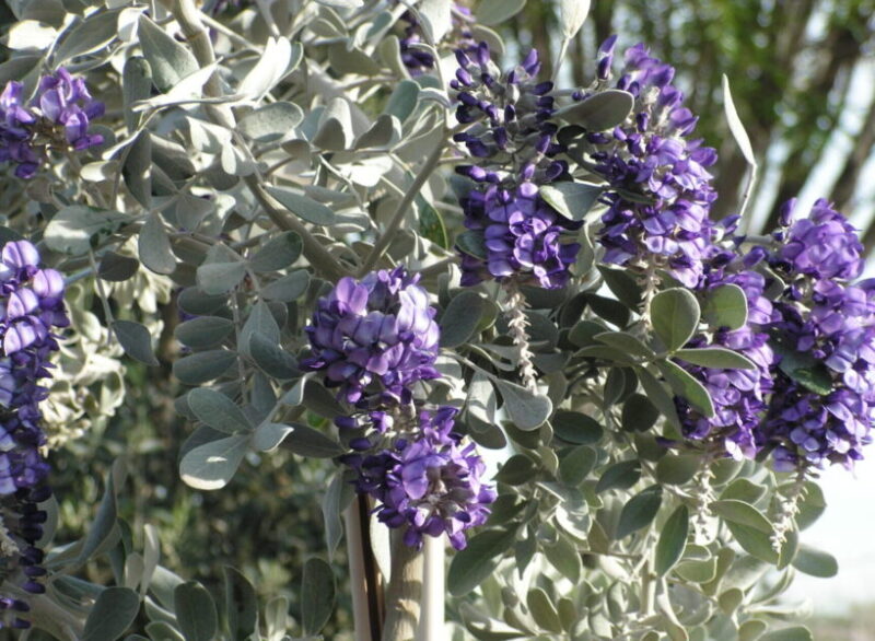 Texas Mountain Laurel Elgin Nursery & Tree Farm Phoenix, AZ