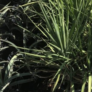 Yucca aloifolia