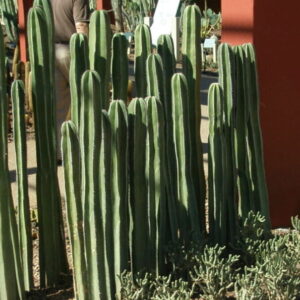 Stenocereus marginata