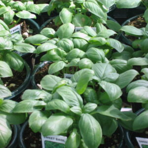 Sweet Basil
