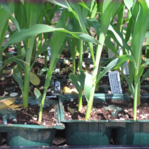 Sweet Corn