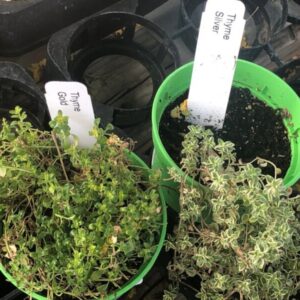 Thymus vulgaris