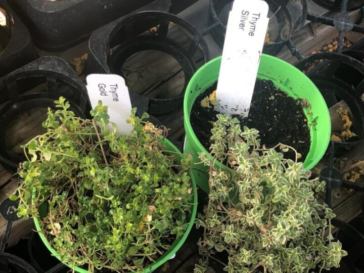 Thyme Elgin Nursery & Tree Farm Phoenix, AZ