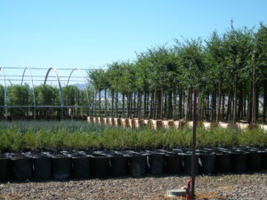 Production Area of Tree Farm