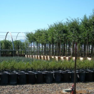 Production Area of Tree Farm