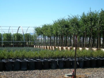 Tree Farm Production Area