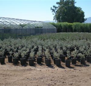 Tree Farm Production Area