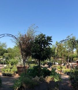 Arched Trellises