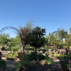 Arched Trellises