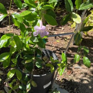 Bignonia violacea