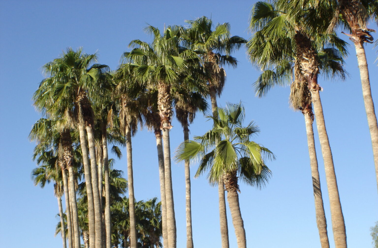 Palm Mexican Fan Elgin Nursery & Tree Farm Phoenix, AZ