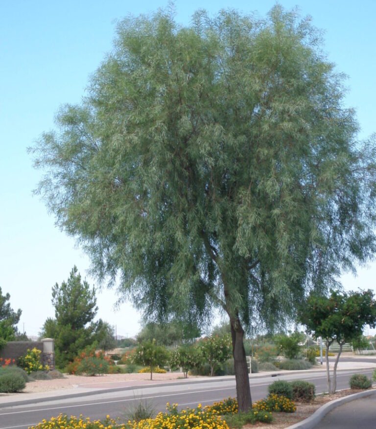 Acacia Willow Elgin Nursery & Tree Farm Phoenix, AZ