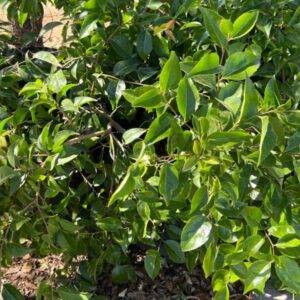 Xylosma congestum