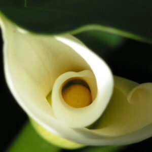 Zantedeschia